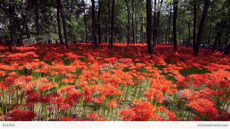 Red Spider Lily Garden Stock Video Footage 8537041