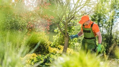 Fortbildung Als Fachagrarwirt F R Baumpflege Und Baumsanierung