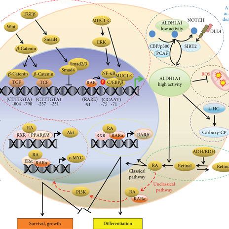 Flow Cytometry Analysis Of Aldh Activity In Cells Isolated From A Human