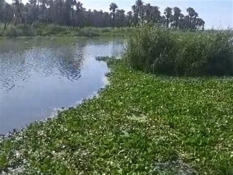 Continúa la limpieza en el Estero Josefino