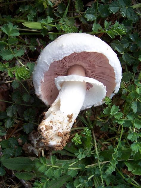 Photo Champignon Comestible Agaricus Campestris Education