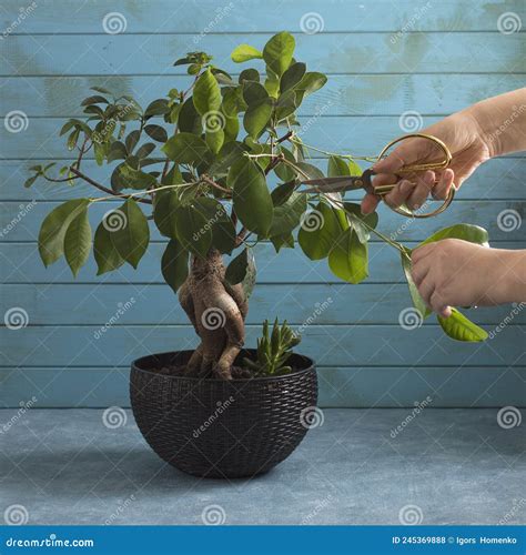 Formation Of Bonsai Pruning Ficus Branches On A Blue Background Stock