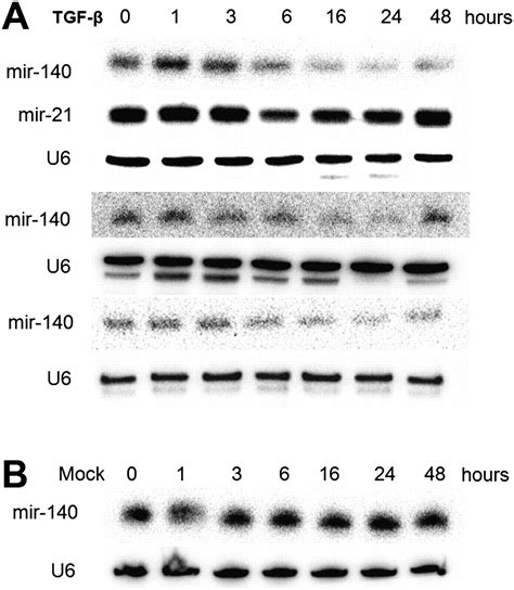 Analyzing Mrna Expression Identifies Smad As A Microrna Target