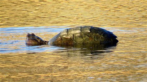 Friends Of Georgica Pond Foundation Science Based Watershed Wide