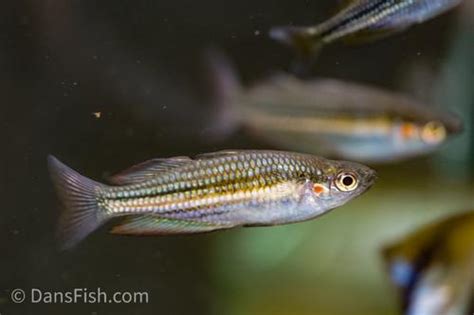 Melanotaenia Sp Fletcher Creek Dans Fish