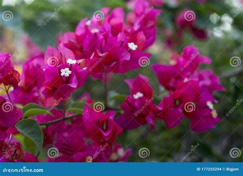 Bougainvillea Pink Flowers In A Garden Park Stock Photo Image Of