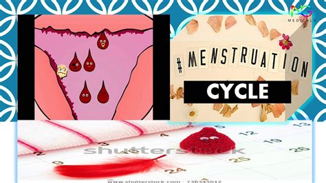 Menstruation Cycle With Easy Notes Full Explanation In Hindi By Ng Medicals Youtube