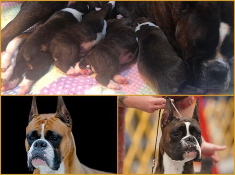 Boxer Puppies For Sale - AKC PuppyFinder