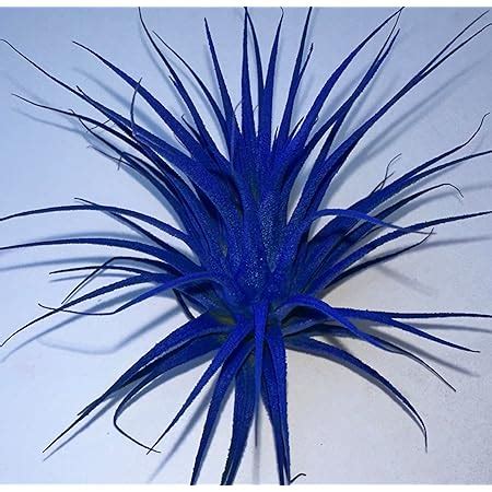 Amazon Live Extra Large Tillandsia Ionantha Guatemala Colorful