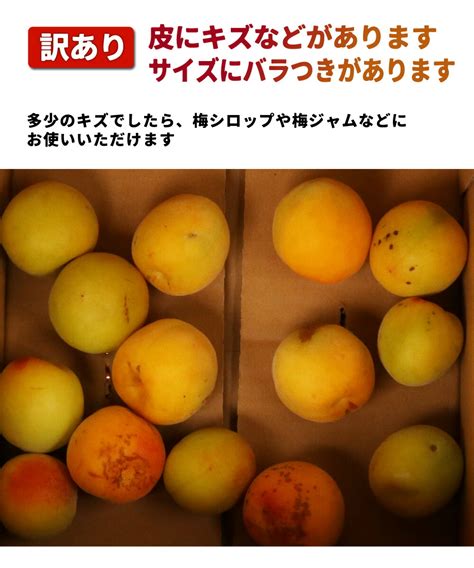 【楽天市場】 わけあり 紀州 南高梅 黄梅 3kg 【 送料無料 和歌山産 産直 生梅 完熟 梅干し用 梅酒の梅 梅酒用 ジャム シロップ