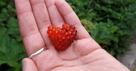 Salmonberry Alaskaorg