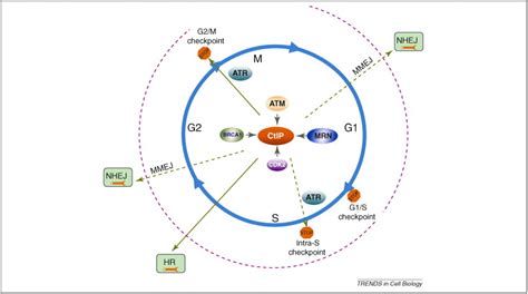 Dna Damage And Decisions Ctip Coordinates Dna Repair And Cell Cycle Checkpoints Trends In Cell