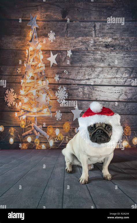 Pug Against Christmas Tree Backdrop Stock Photo Alamy