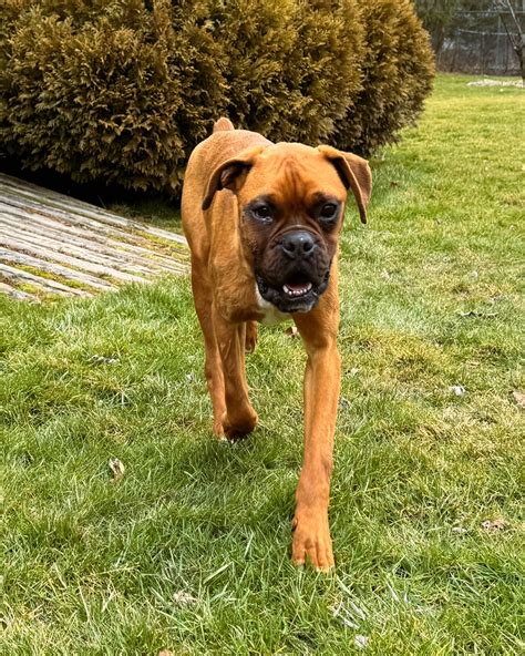 Odin Ch Boxer Rescue