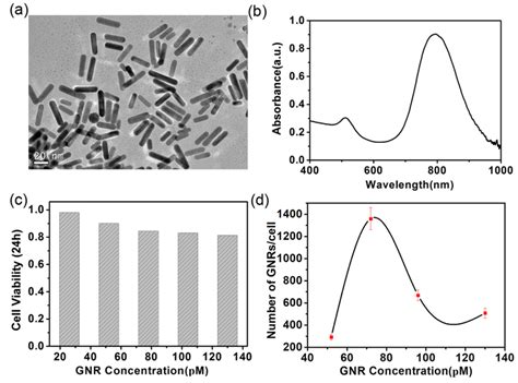 A Tem Image Of The Synthesized Gold Nanorods Gnrs B Absorption