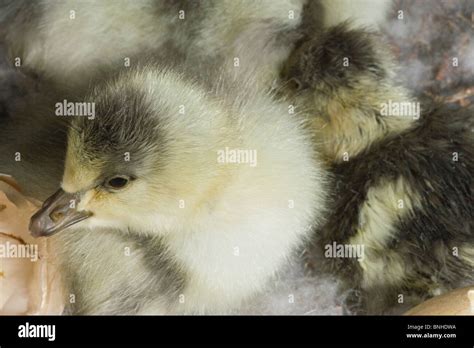 Bar Headed Geese Anser Indicus Goslings Still In Nest Stock Photo