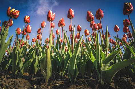 Giant Tulips Photograph By Joris Pannemans Lorisphotography