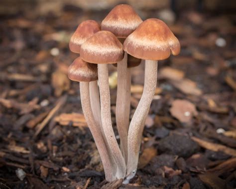 Banded Mottlegill Panaeolus Cinctulus Picture Mushroom