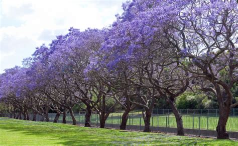 Jacaranda Trees Burkes Backyard