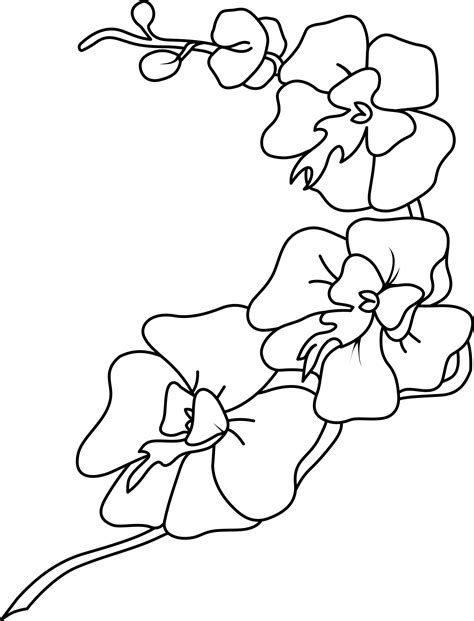 Orchid clipart black and white, Orchid black and white Transparent FREE ...