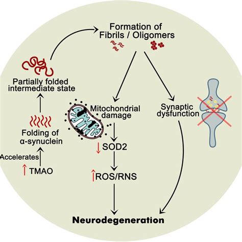 Schematic Representation Of Tmao Synthesis Metabolism And Excretion