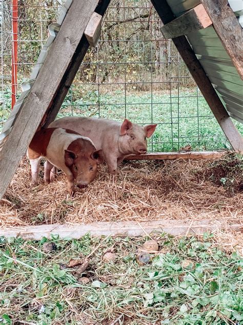 DIY Pig Shelter - Home with the Hursts