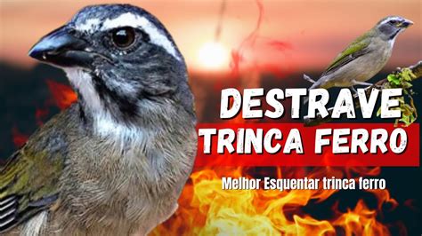 DESTRAVE O CANTO DO SEU TRINCA FERRO ESQUENTAR TRINCA FERRO TRINCA