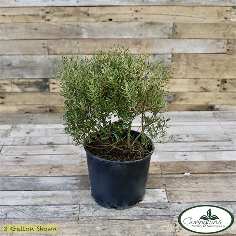 Wax Myrtle Dons Dwarf Covingtons