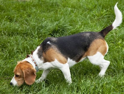 American Foxhound - Dog Breed Guide