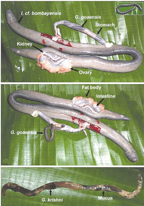 Intergeneric Predation In Ichthyophiid Caecilians A Dissected Out