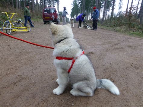 Male Alaskan Malamute Tundra Catua Alaskan Malamute