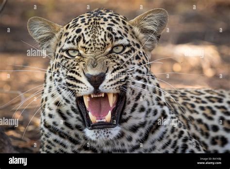 Stunning looking male leopard snarling at nearby safari vehicle Stock Photo - Alamy