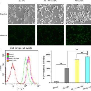 Cellular Uptake In Hela Cells A Cellular Uptake Of Cur Nps Free