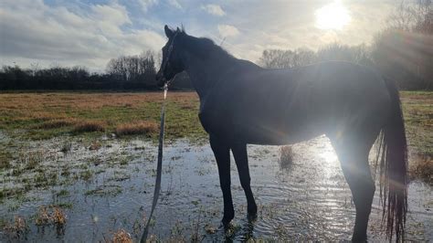 Les Chevaux Ont Peur De L Eau La Preuve En Vid O Centre Questre