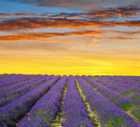 Lavender Fields In Provence At Sunset Stock Image Image Of Fragrance