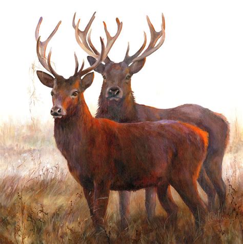 Two Stags Limited Edition 150 Box Canvas Print