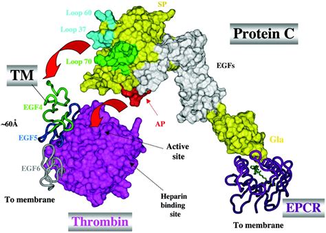 Regulation Of Blood Coagulation By The Protein C Anticoagulant Pathway