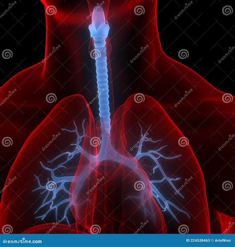 Os Pulm Es Fazem Parte Da Anatomia Do Sistema Respirat Rio Humano D