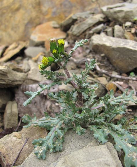 Senecio vulgaris - Изображение особи - Плантариум