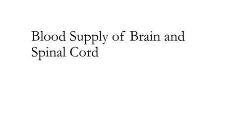 Solution Blood Supply Of Brain And Spinal Cord 093640 Studypool