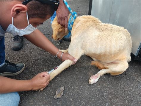 Cachorro em situação de maus tratos é resgatado pela Polícia Ambiental