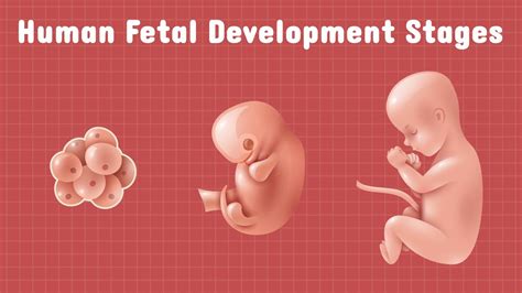 Human Fetal Development Stages Biology Youtube