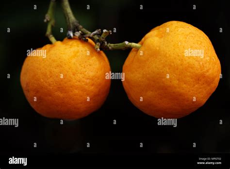 Kumquat Stock Photo - Alamy