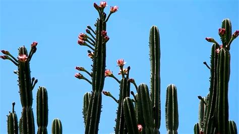 Mandacaru Descubra Tudo Sobre O Cultivo E A Hist Ria Do Cacto Mais