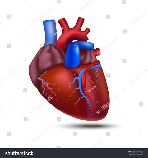 Realistic Detailed 3d Human Anatomy Heart Stock Vector Royalty Free 736596736 Shutterstock