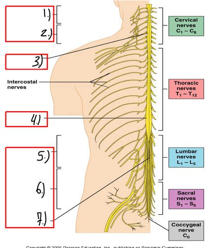 Pns Plexuses Flashcards Quizlet