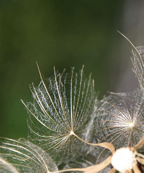 Pusteblume Schirm Kostenloses Foto Auf Pixabay