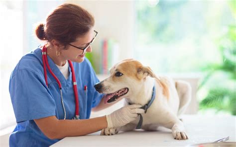 11 Super-Healthy Dog Breeds That Rarely Need A Vet Visit