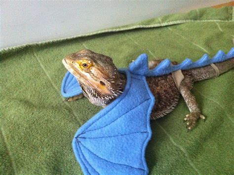 lizard costume : r/Lizards