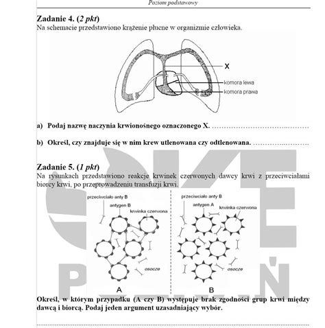 Na Schemacie Przedstawiono Kr Enie P Ucne W Organizmie Cz Owieka